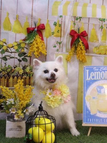 20240426キナコちゃん